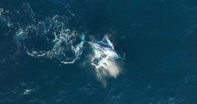 Whale breeches playfully