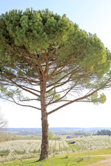 Spring in the Monteton, France