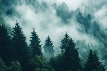 Misty morning in a dense forest with evergreen trees and fog