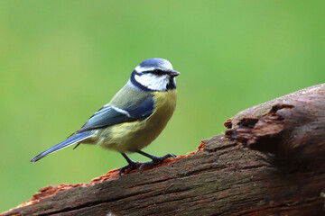 Blue tir,