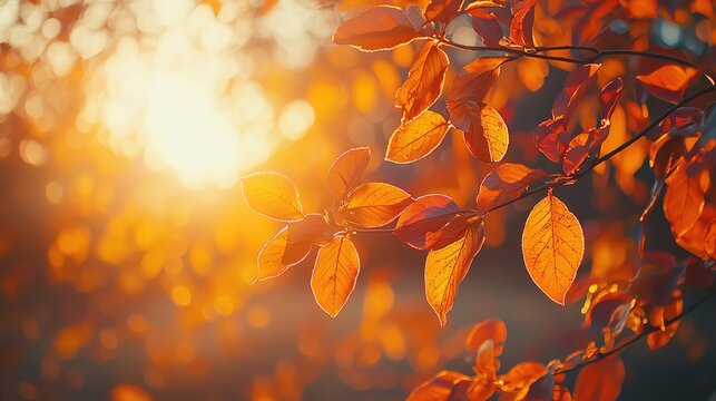 Fall equinox, warm autumn colors, tranquil evening