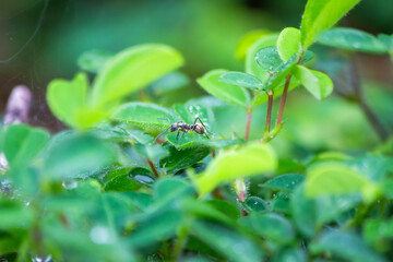 close up of a plant