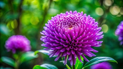 Stunning Close-Up Drone Photography of a Beautiful Japanese Purple Flower in Vibrant Detail
