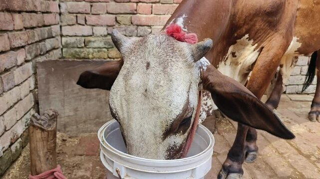 Gyr cattle drinking water from bucket, cow drinking water.
