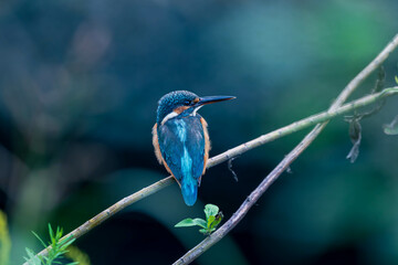 青い鳥カワセミ