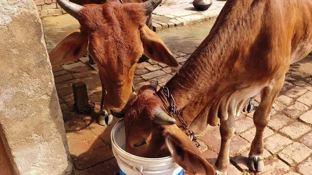 Sahiwal cattle zebu Indian cow drinking water from bucket.