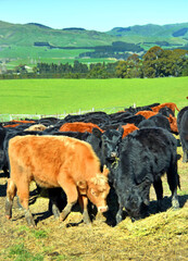 Calves Eating Lucerne Hay on New Zealand Farm
