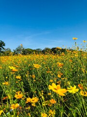 field of yellow flowers
