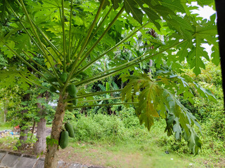 Papaya plants bear fruit abundantly in the backyard garden