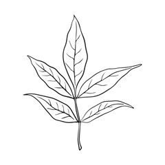 Ash leaf vector illustration in line art style isolated on a white background.
