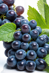 Close up on blue fresh grape with water droplets on white background