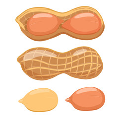 Unbroken nutshell and nut kernel closeup. Peanut vector illustration isolated on transparent background. Delicious vegan food, healthy nutrition, vitamin diet.