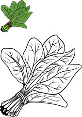 Spinach - Coloring vegetables for kids coloring book