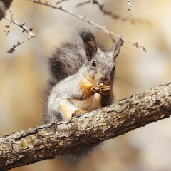 Close-up portrait of red squirrel perched on the branch. Feeding red squirrel.