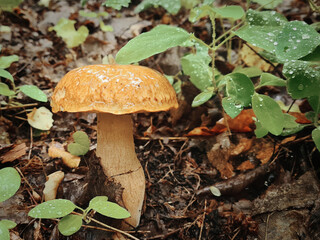 Close-up of a mushroom with drops of water in the autumn forest. A mushroom with a light brown cap covered with water droplets and a thick stalk.