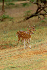white deer