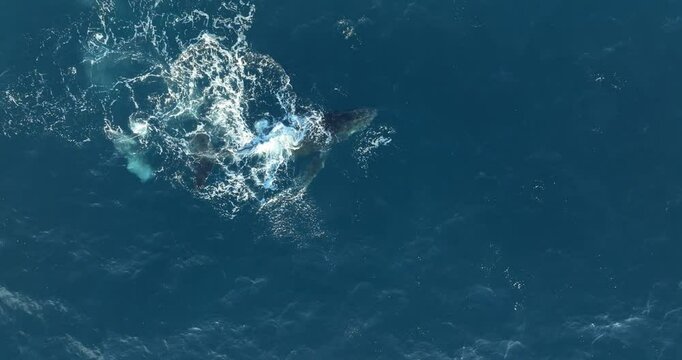 Whale breeches playfully