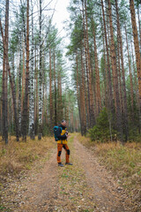 Fototapeta premium Embarking on an exhilarating adventure through a tranquil pine forest trail surrounded by breathtaking scenery and natures serenity