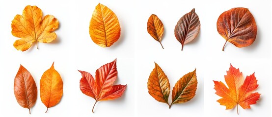 Obraz premium Collection of autumn leaves in yellow, orange and red colors, isolated on white background.