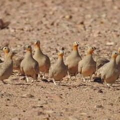 The crowned sandgrouse (Pterocles coronatus) is a species of bird in the sandgrouse family, the Pteroclidae from North Africa and the Middle East.
