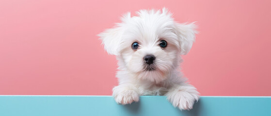 Maltese puppy dog peeking out from the edge of a blank billboard with his paws on the bottom edge and his head facing forward on a cute and adorable pastel background