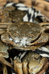 live Chinese hairy crab blowing bubbles close up.