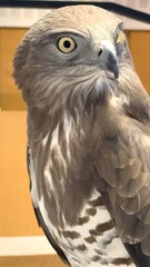 Grey falcon takes center stage at UAE Hunting and Equestrian Exhibition highlighting balance between tradition and sustainable hunting practices Powerful symbol of conservation and heritage in action