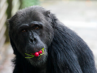 Schimpansen bei der Fütterung im Leintalzoo