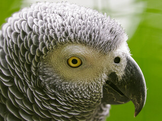 Graupapagei im Leintalzoo