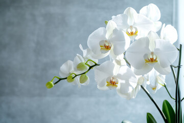 Elegant white orchids in a bright modern interior setting for home decor