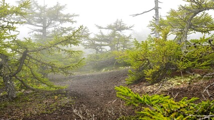 富士山五合目の奥庭自然公園の遊歩道