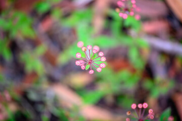 Pomax umbellata, unique Australian native plant flower, coffee family Rubiaceae, nature natural bushwalk environment, horticulture gardening design