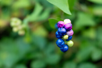 Various colors of fruits of mile-a-minute.