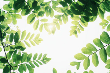 Vibrant green leaves basking in soft sunlight against a white backdrop