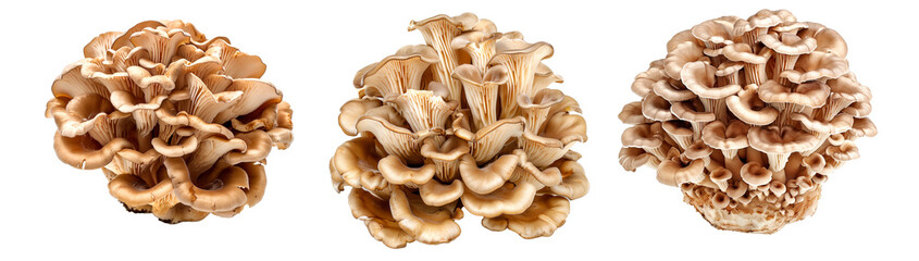 Maitake mushroom isolated on a white background
