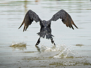 Kormoran bei Starten aus dem Wasser. Am Neckar bei Bad Wimpfen.