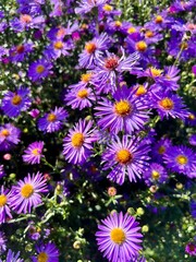 Fototapeta premium a bouquet of purple flowers