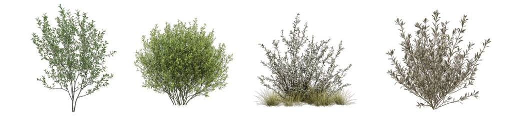 Collection of PNG. Botanical bush with fine, needle-like leaves, isolated on a transparency background.