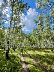 the road in the birch forest in summer