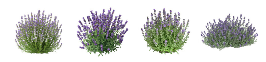 Obraz premium Collection of PNG. Bush of lavender plant, isolated on a transparency background.