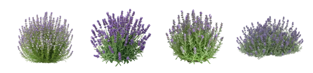  Collection of PNG. Bush of lavender plant, isolated on a transparency background. © morepiixel