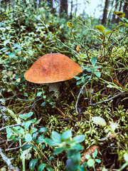 Red mushroom, known as sickener, backdrop of lush green moss in forest