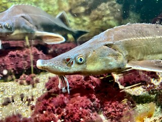 sturgeon swims on the bottom