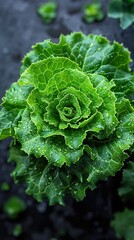 Fresh Green Lettuce Plant with Dew Drops