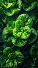 Close Up of Dewy Green Leaves: A Macro Photography Delight