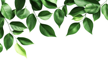 Green Leaves on Black Background