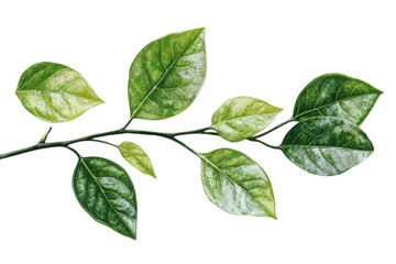 Fototapeta premium Green Leaf Branch Isolated on Black Background
