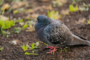 Domestic fera pigeon or Columba livia domestica species bird close up in the city park walking around and searching for food