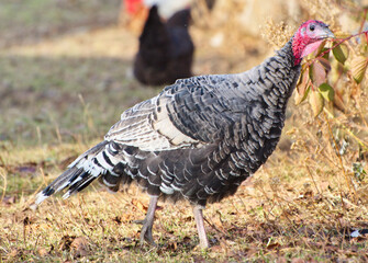 Traditional Thanksgiving foods roast turkey
