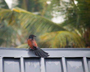 Greater coucal on a house top